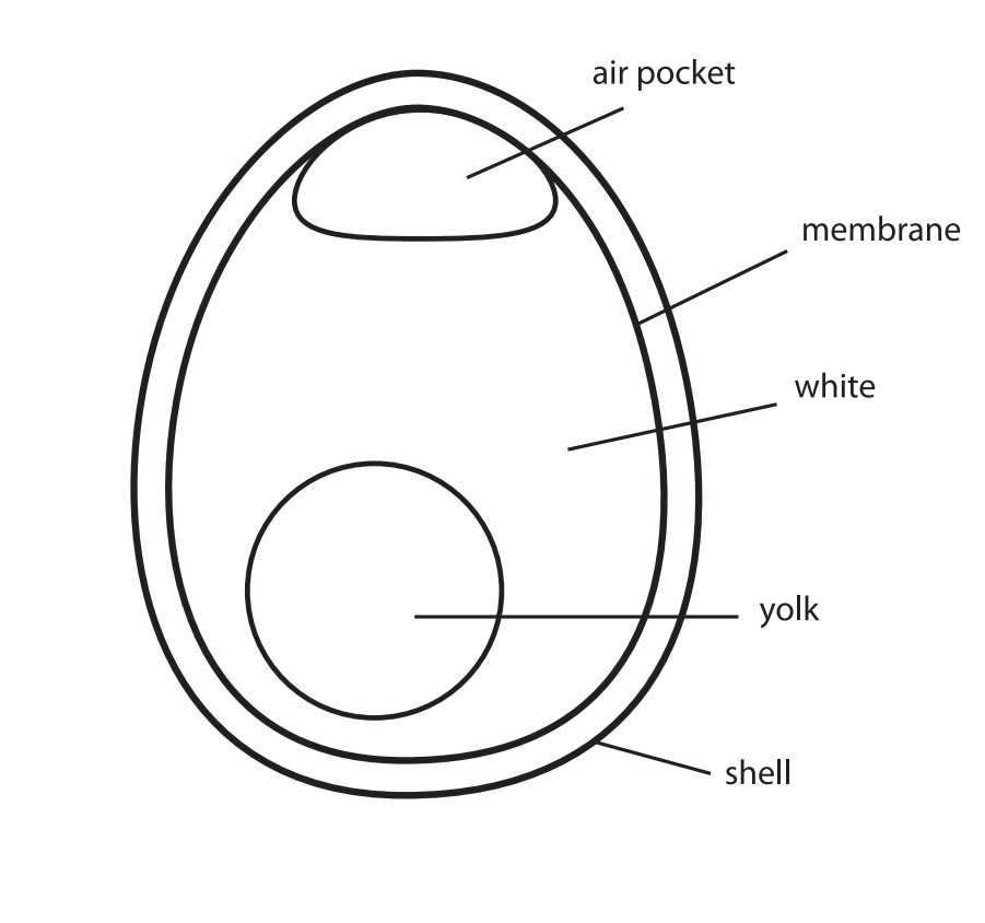 eggs 101 worksheet