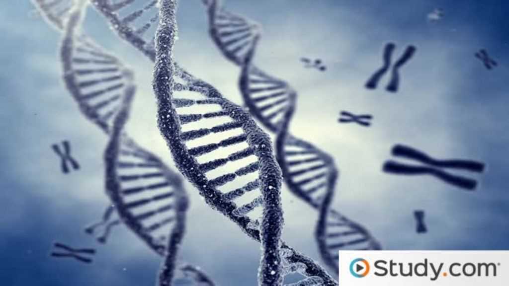 dna science human race and genetics documentary worksheet