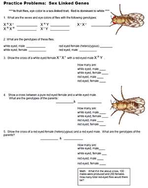 genetics problems worksheet