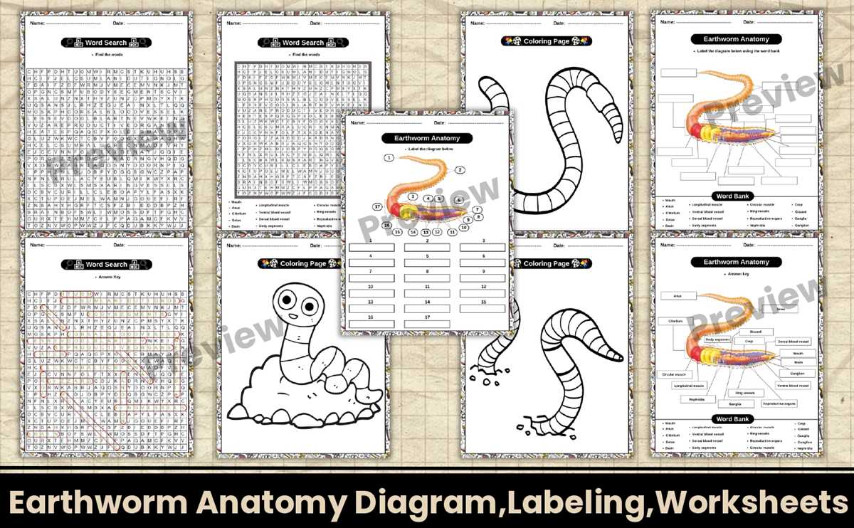 earthworm diagram worksheet