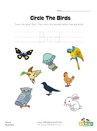 bird worksheet