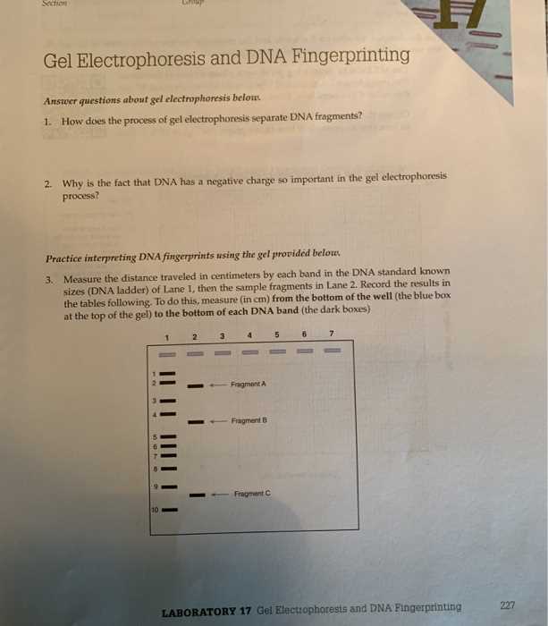 gel electrophoresis practice worksheet