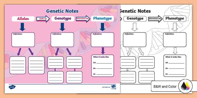 genetic chart worksheet
