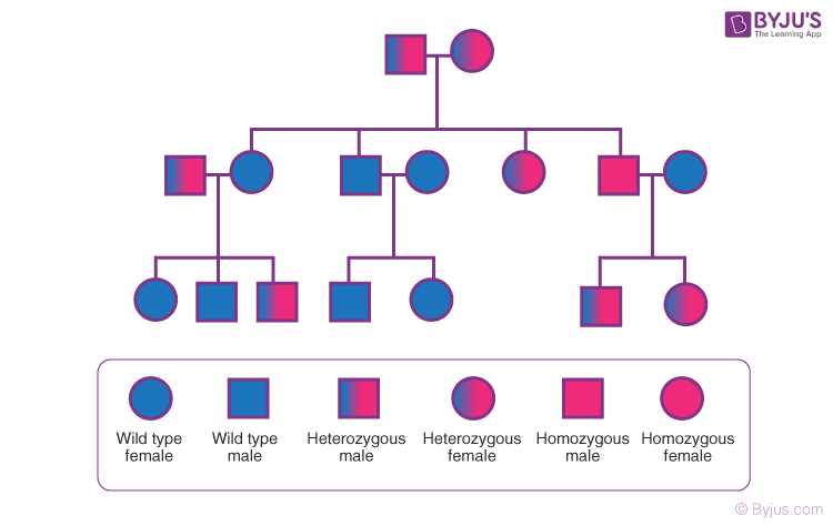 genetic chart worksheet