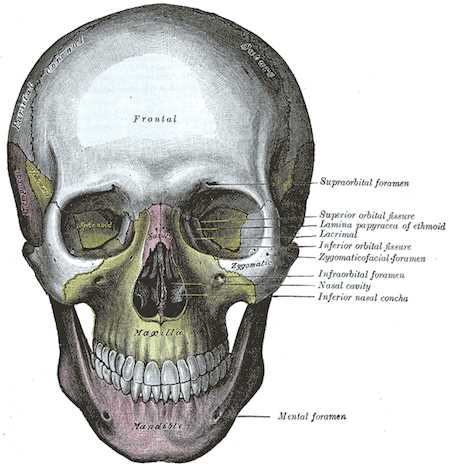 anatomy skull worksheets
