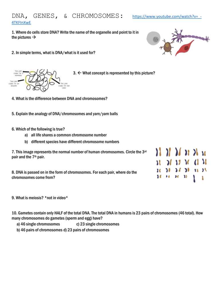 chromosome genes and dna worksheet