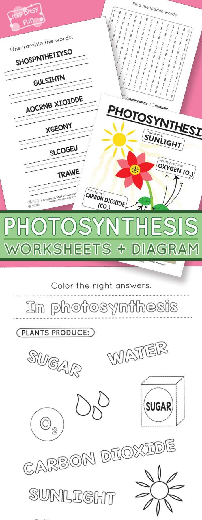 photosynthesis worksheets