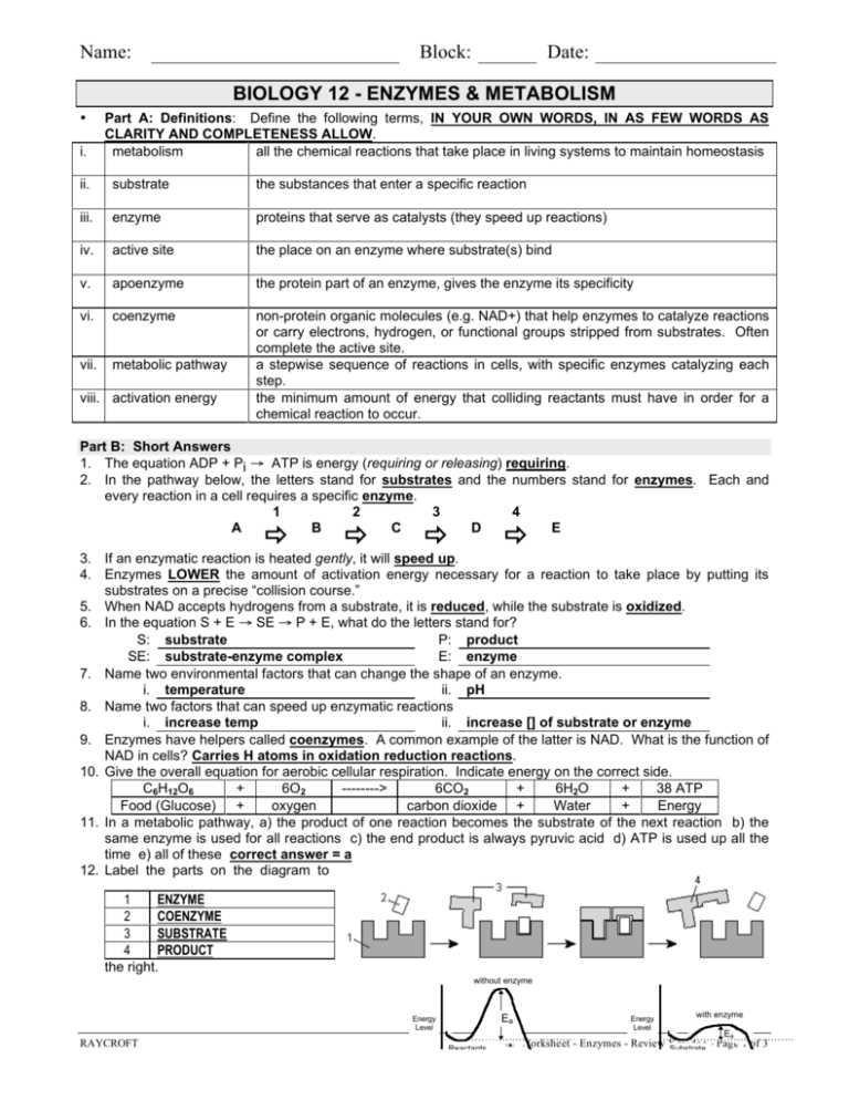 enzymes review worksheet key enzymes review worksheet key