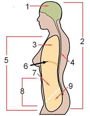 anatomy chapter 1 worksheet