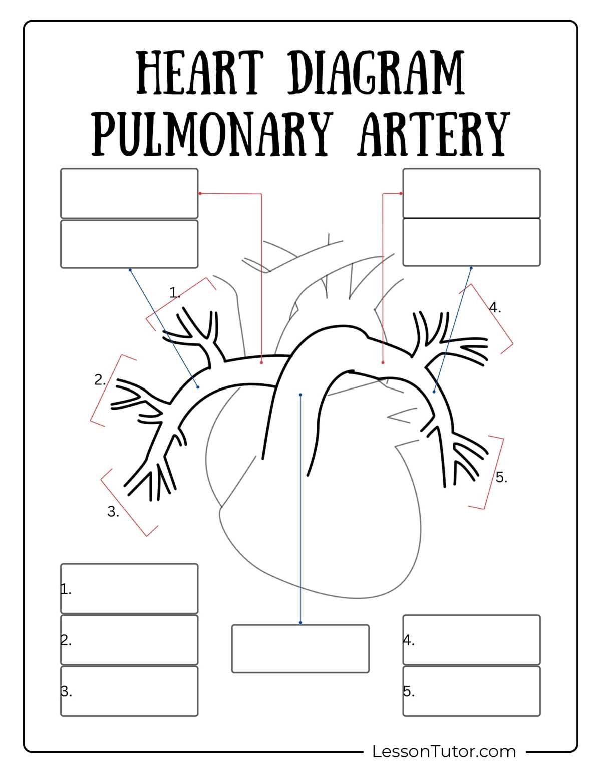 heart anatomy worksheets