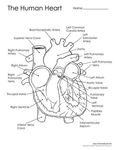 heart anatomy worksheets