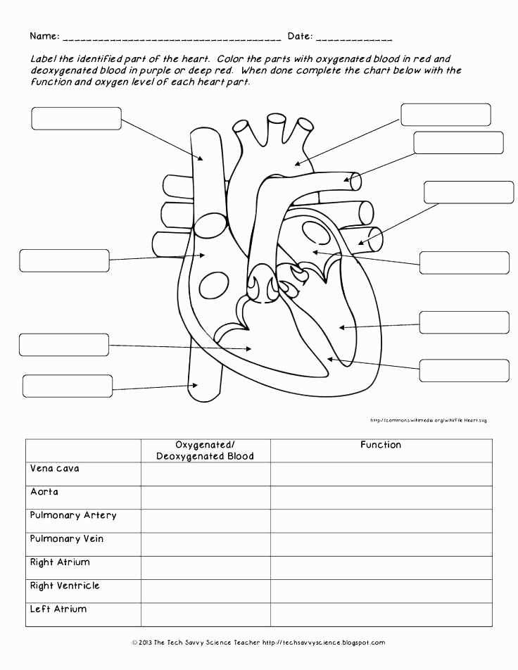 heart anatomy worksheets
