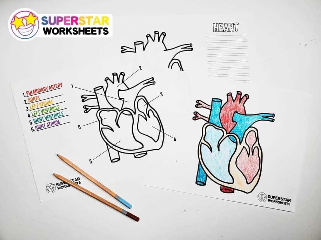 heart diagram worksheet