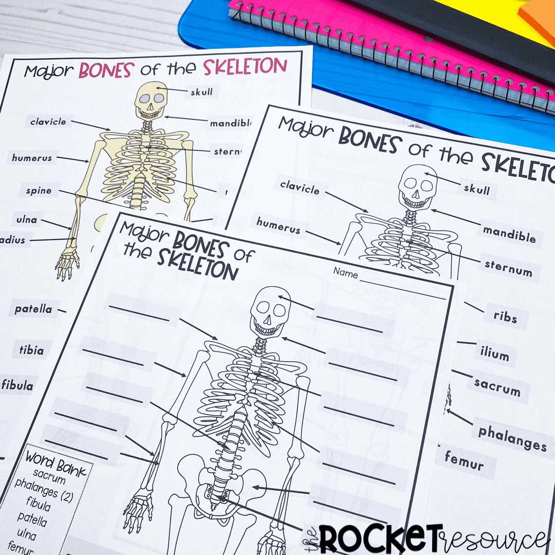 bones worksheets