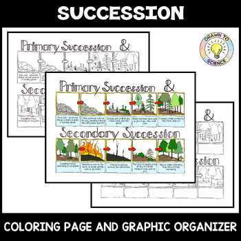 ecological succession notes worksheet