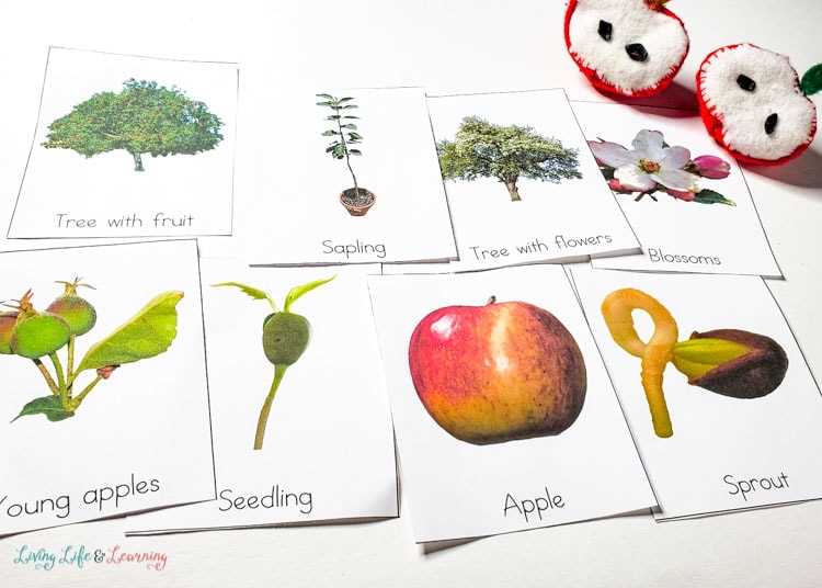 life cycle of an apple worksheet
