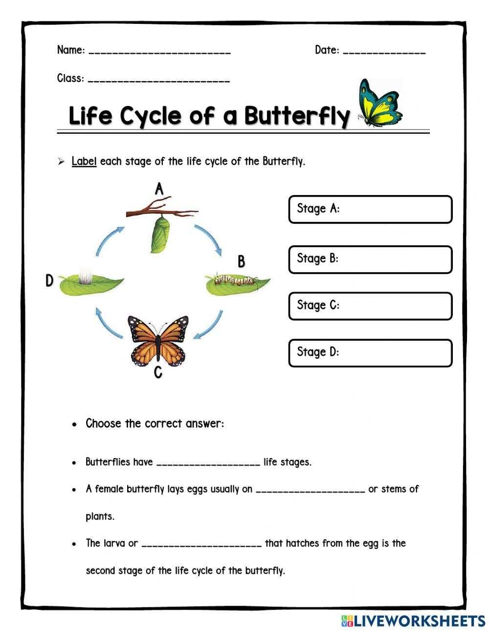 free life cycle of a butterfly worksheet