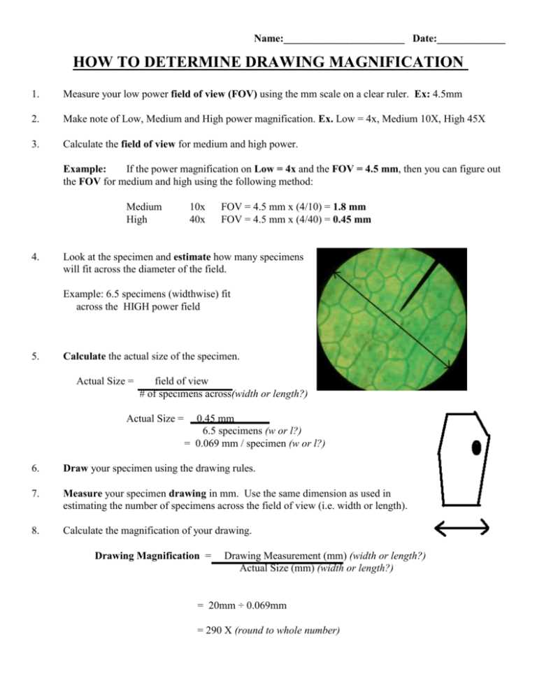 cell magnification worksheet