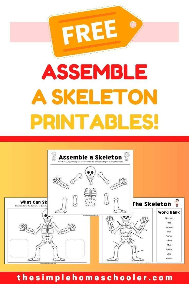 free printable skeleton worksheet