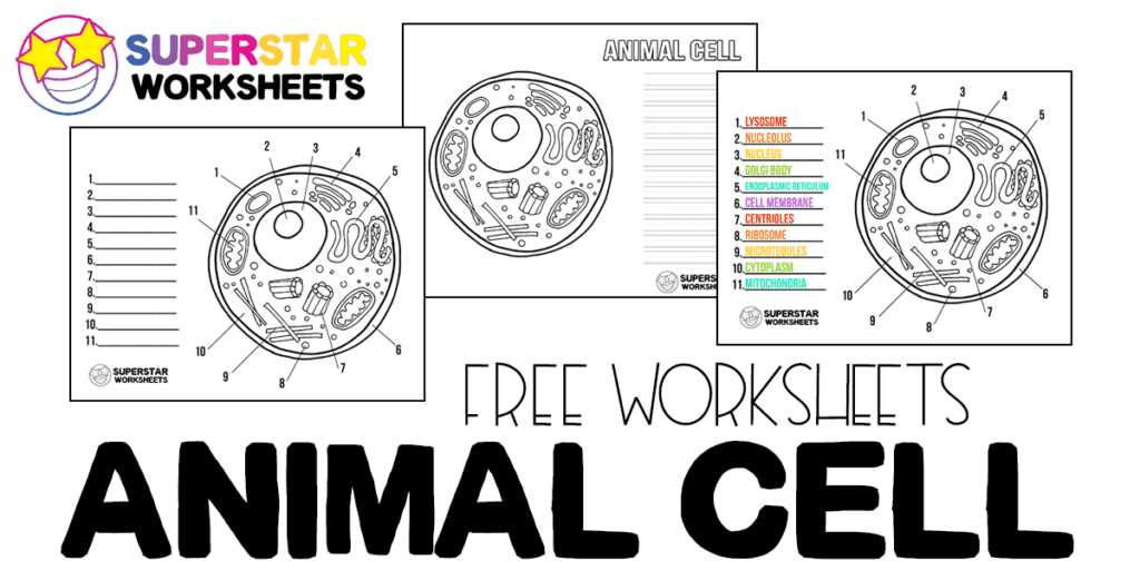 human cell worksheet