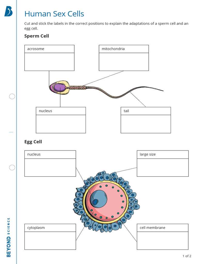 human cell worksheet