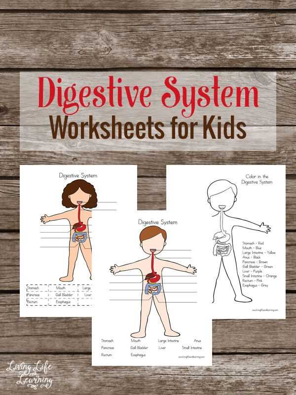 human digestive system worksheets