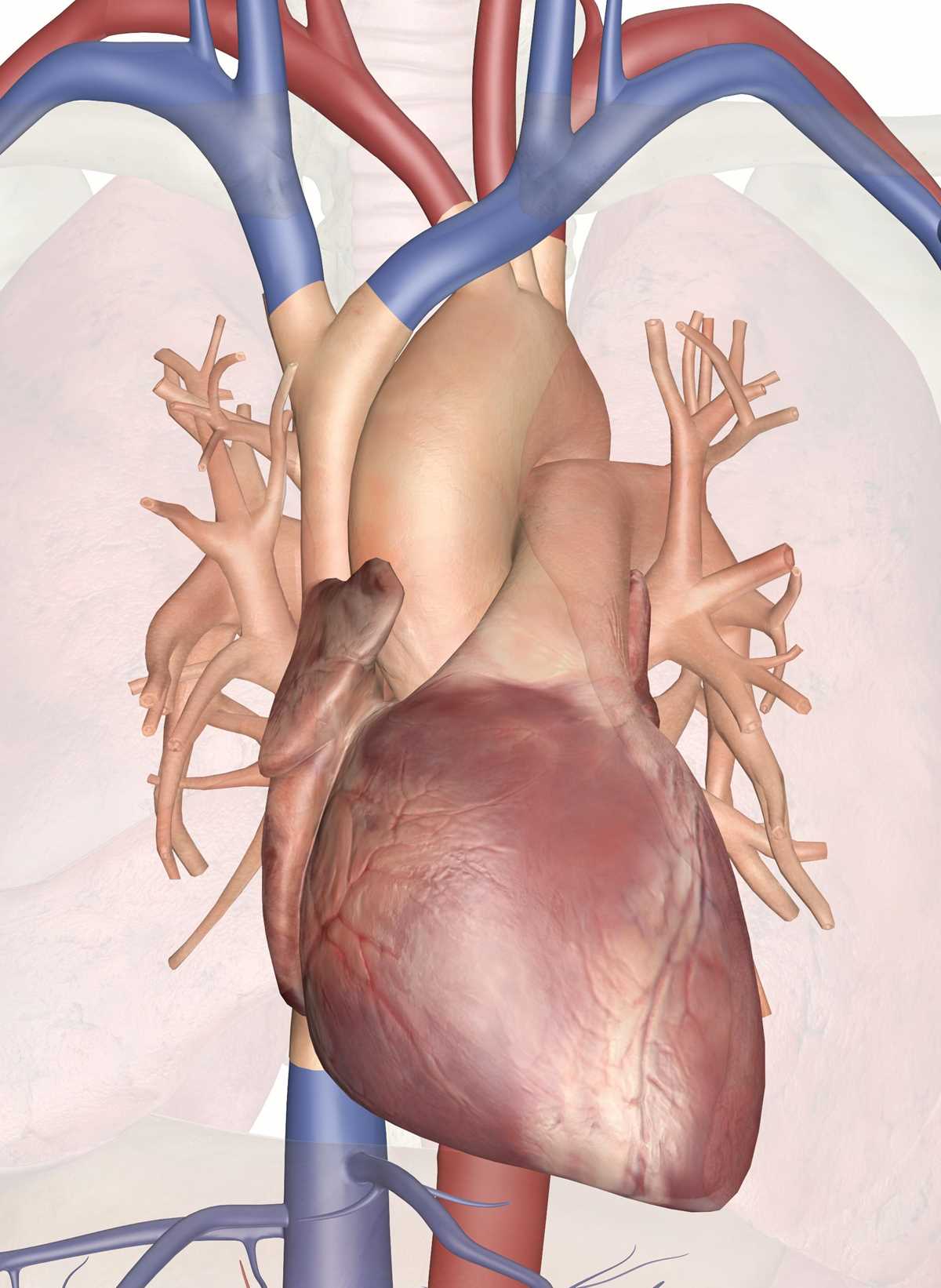 human heart anatomy worksheet