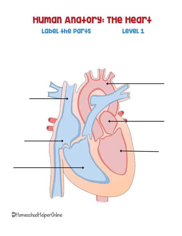 human heart anatomy worksheet