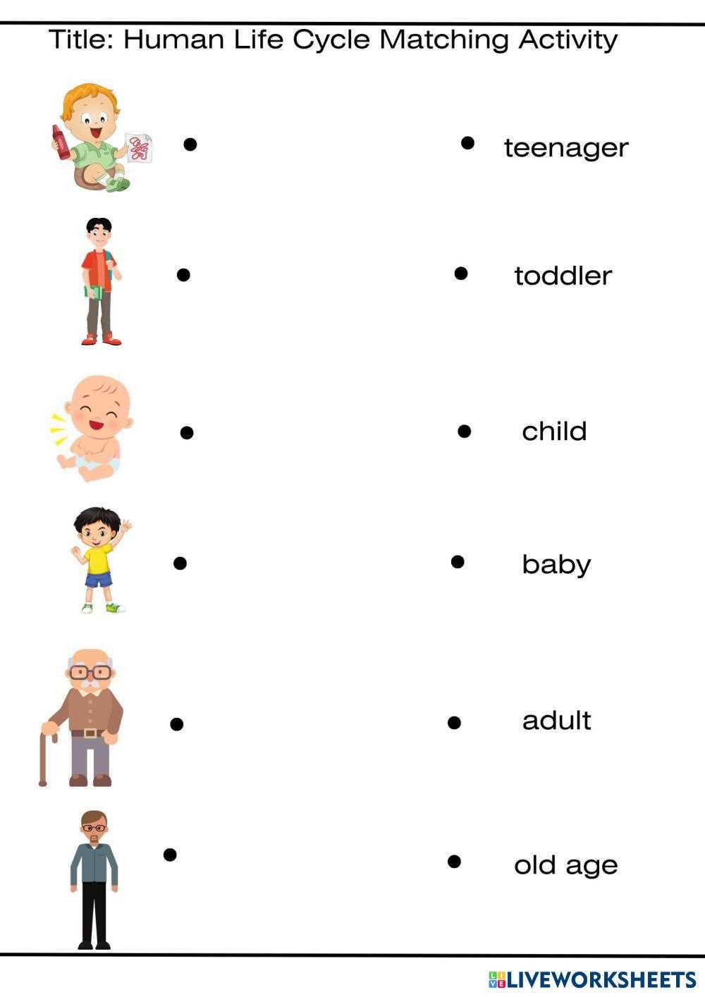 human life stages worksheet