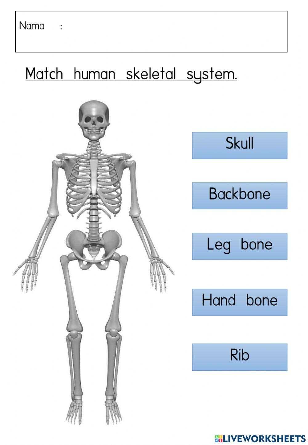 human skeleton worksheet