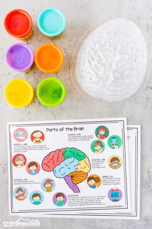 brain label worksheet