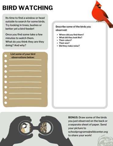 bird spotting worksheet
