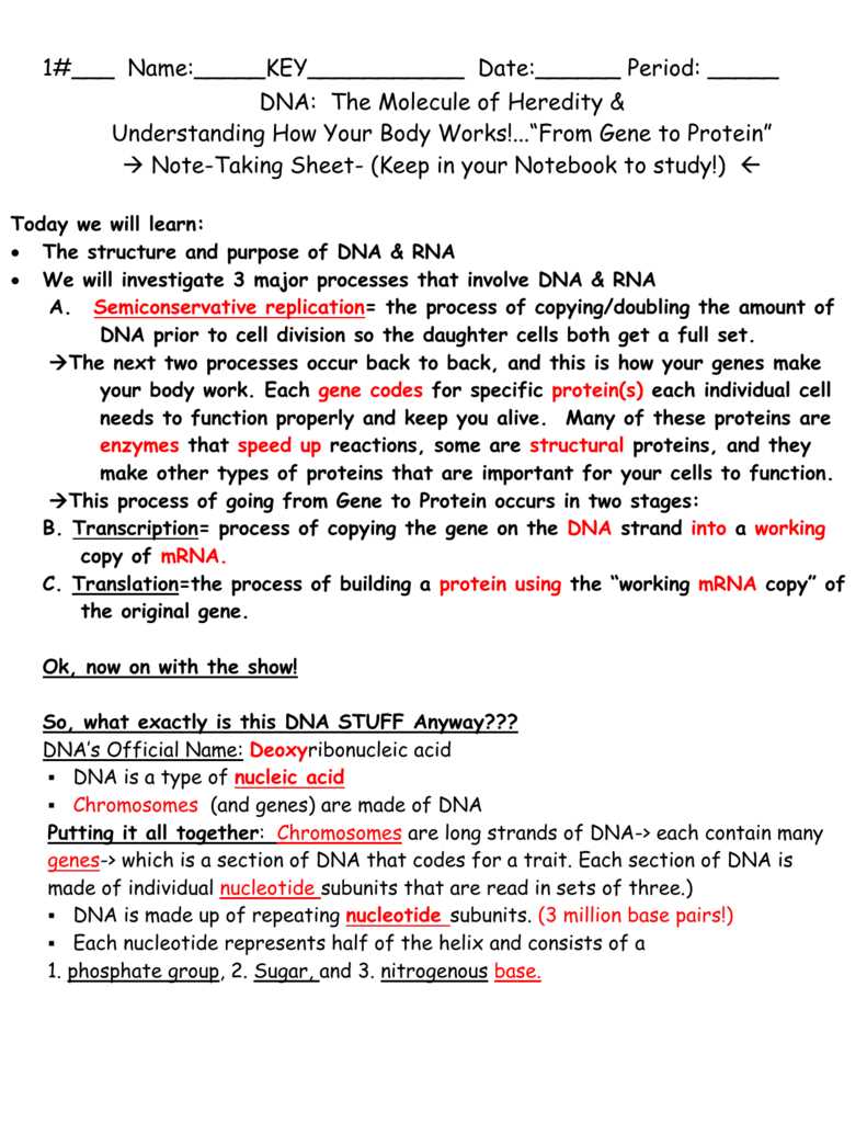 dna heredity worksheet