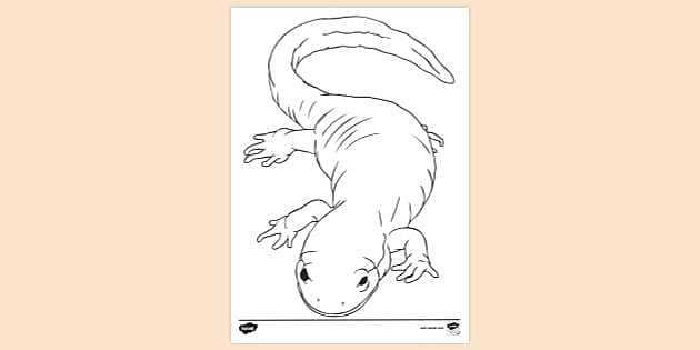 salamander worksheets