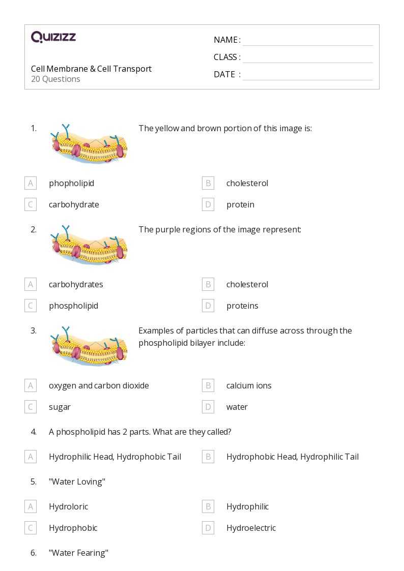 the plasma membrane worksheet