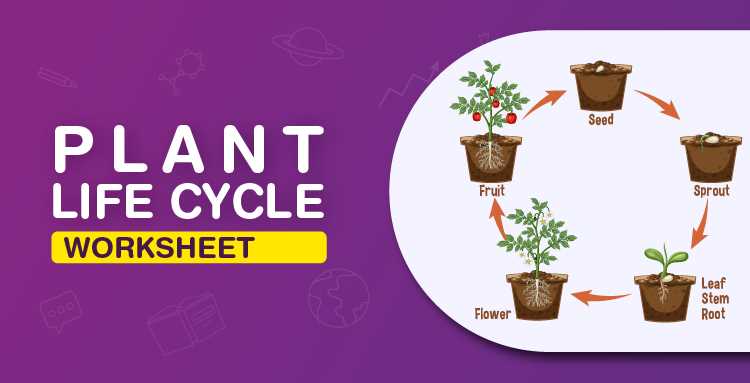 life cycle of a plant free printable worksheet