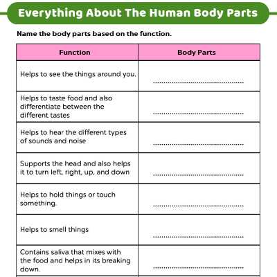 body parts and function worksheet