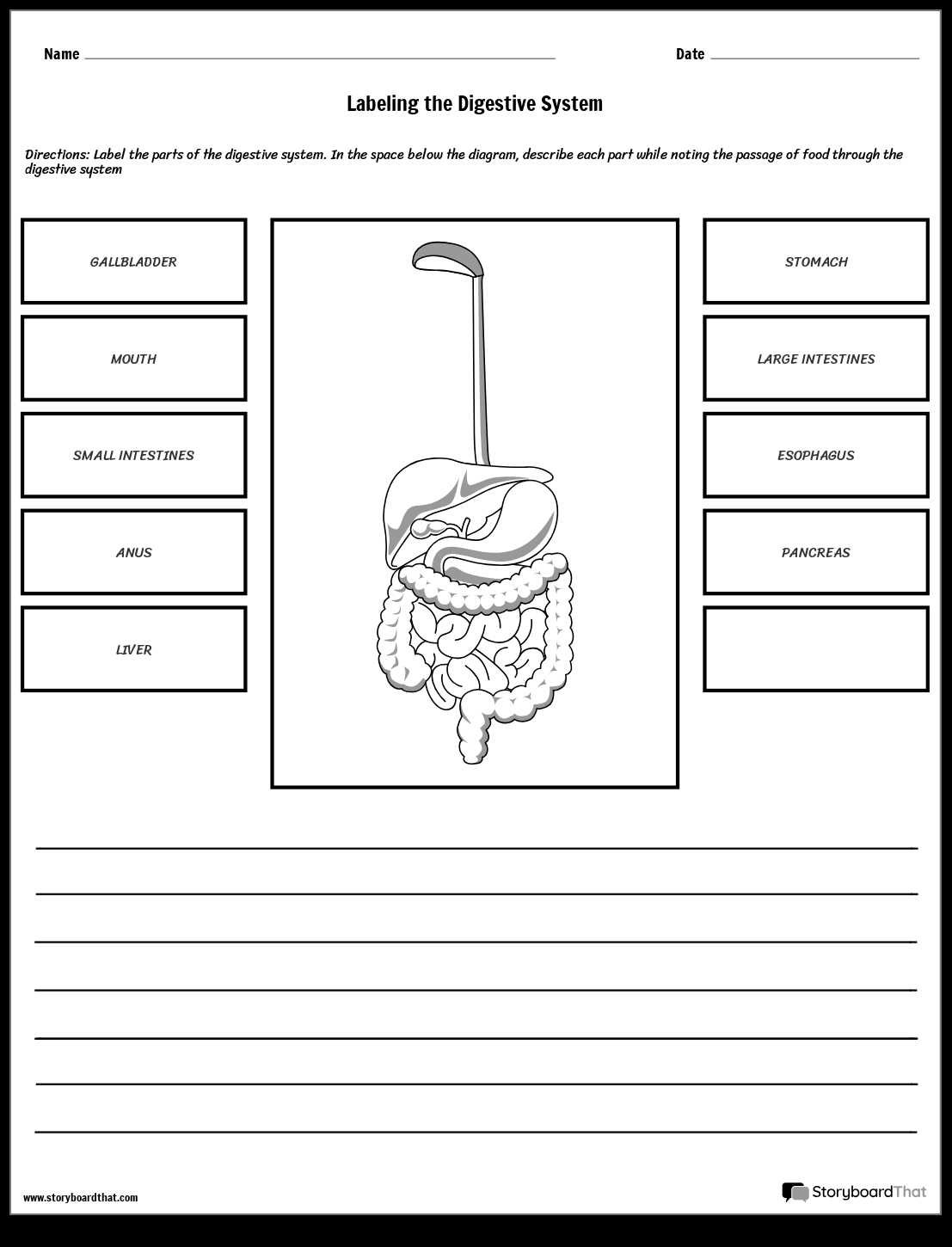 digestive system label worksheet