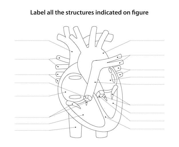 anatomy blank worksheets
