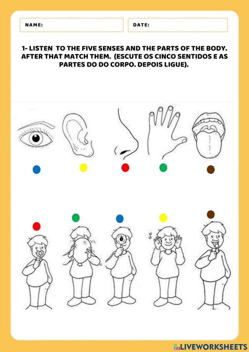 body parts and sense organs worksheet