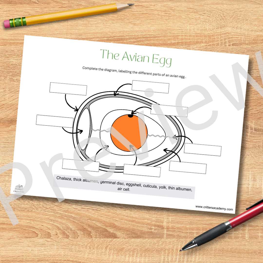 egg diagram worksheet