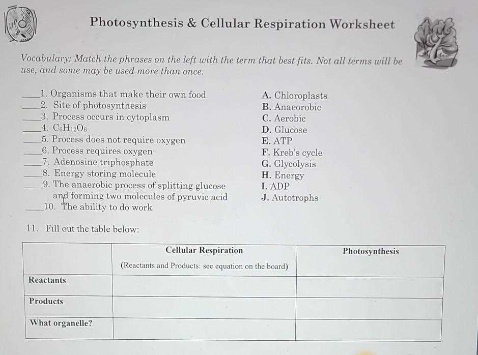 cellular respiration vs photosynthesis worksheet