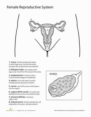 reproductive system worksheet