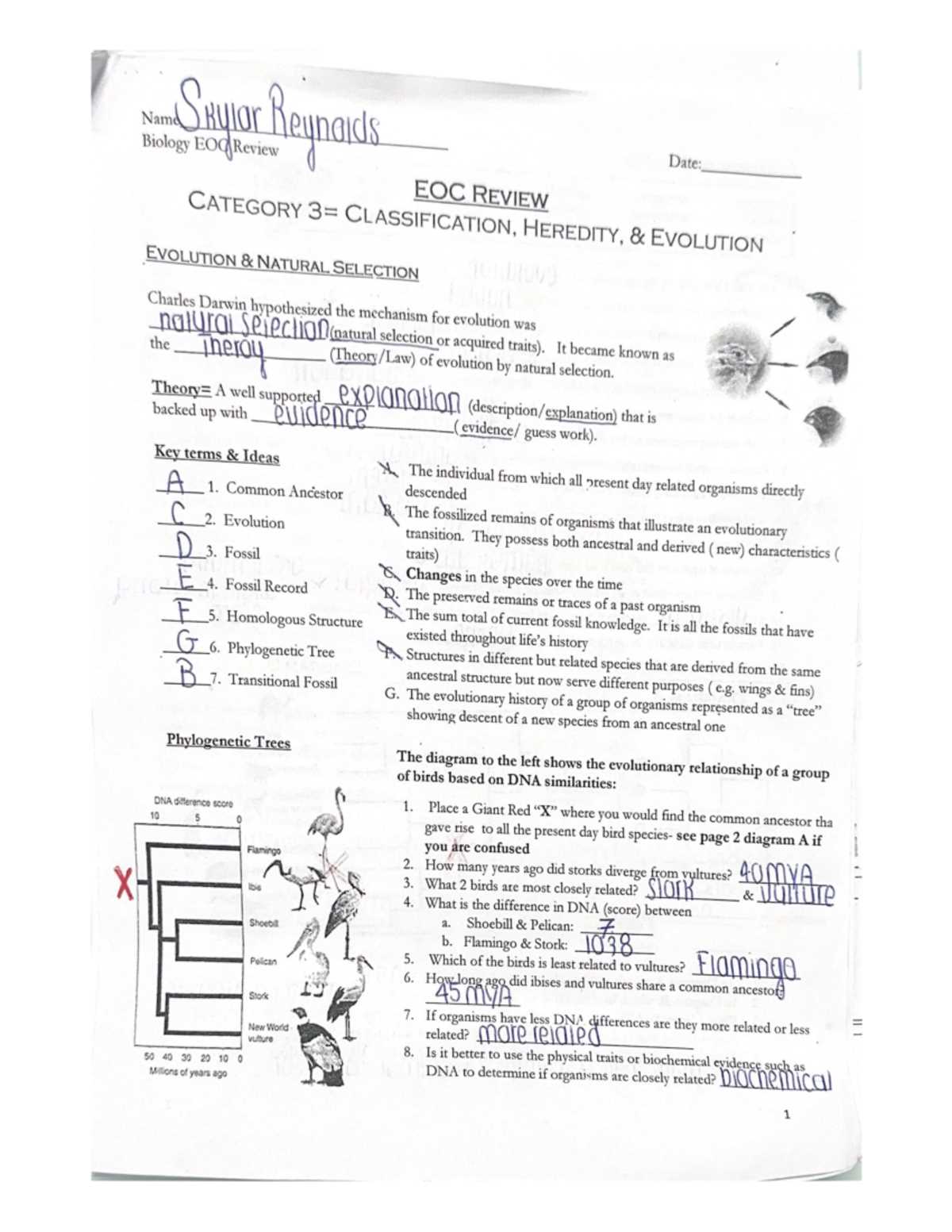 evidence for evolution worksheet pogil