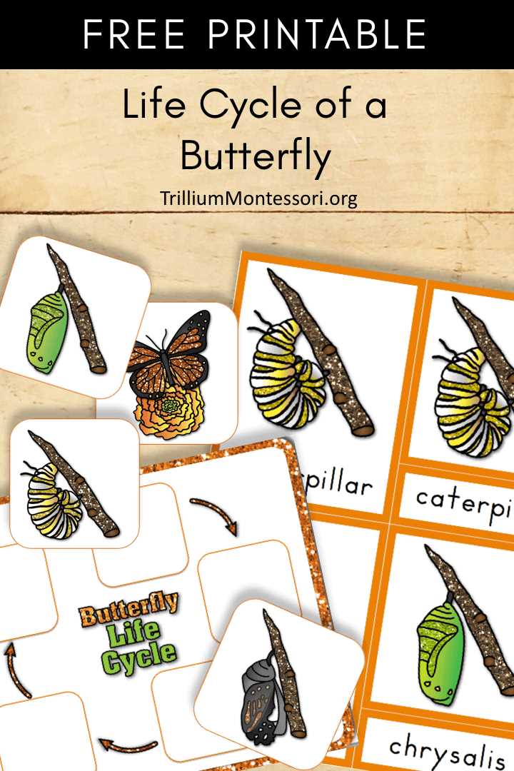 free life cycle of a butterfly worksheet