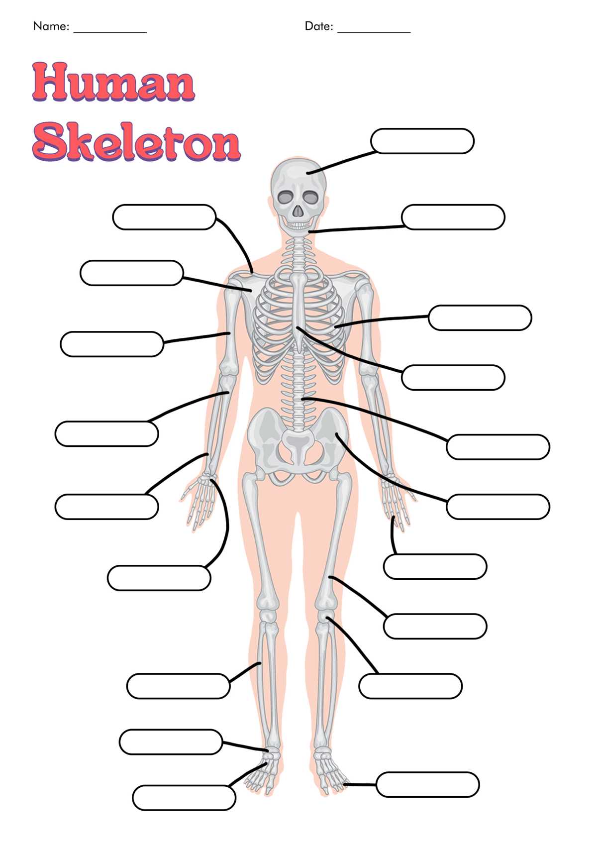 printable muscle labeling worksheet