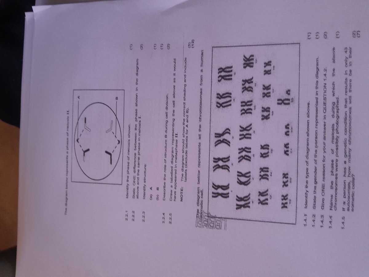 phases of meiosis worksheet