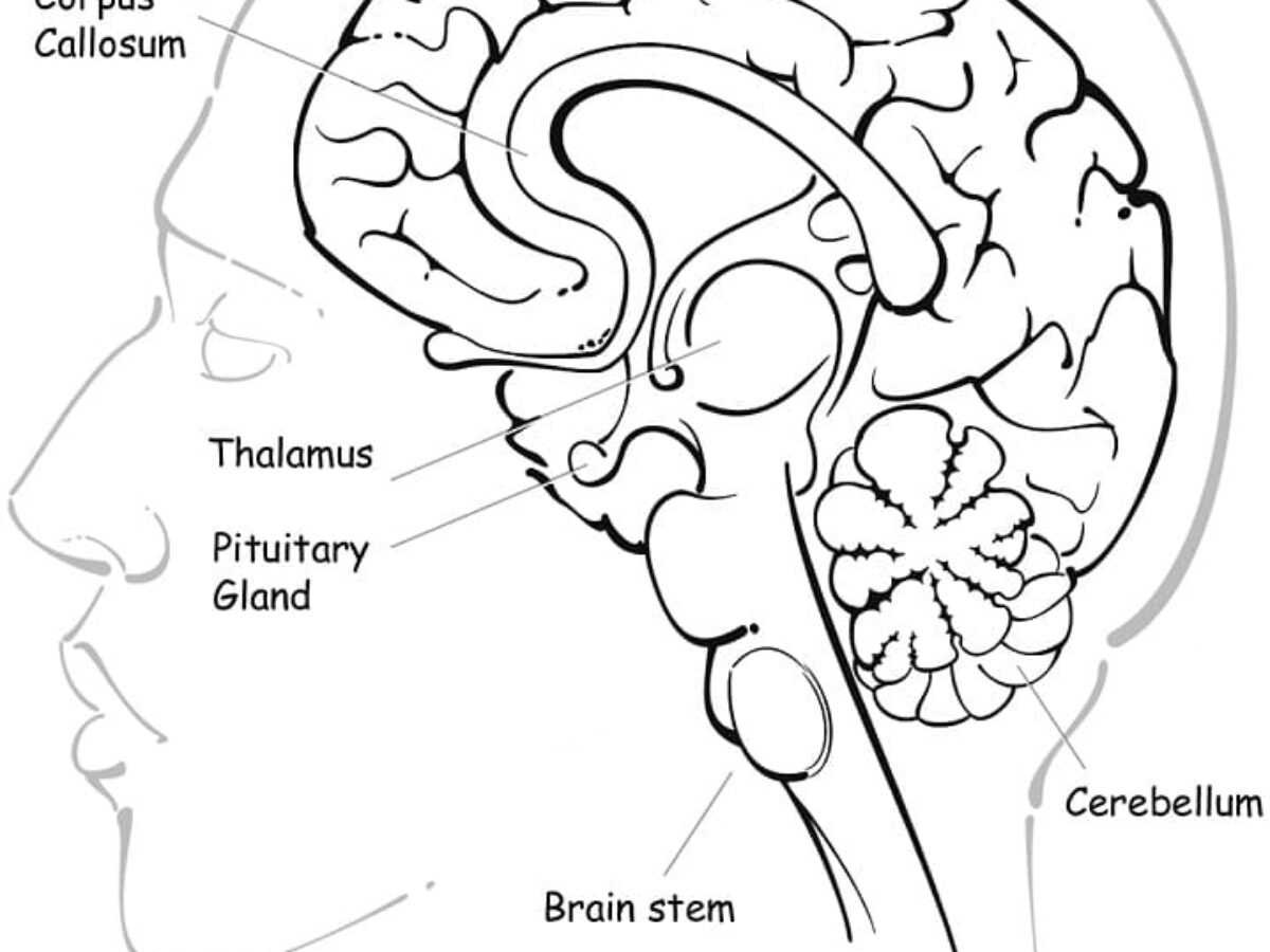 brain coloring worksheet