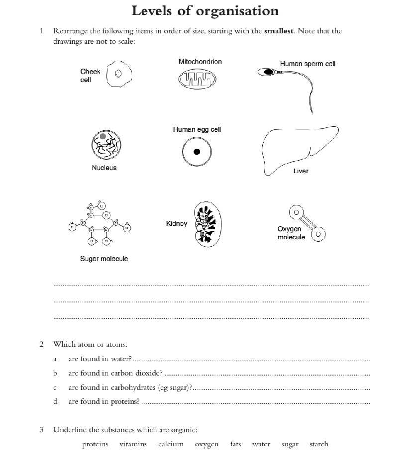 human cell worksheet