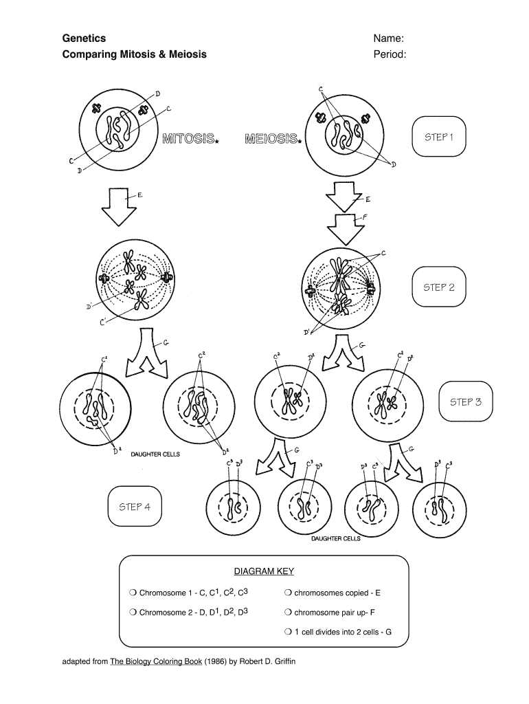 cells alive meiosis worksheet